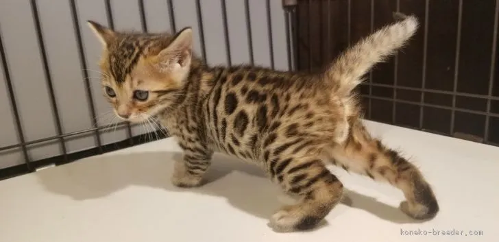 ID：1912-01330の子猫