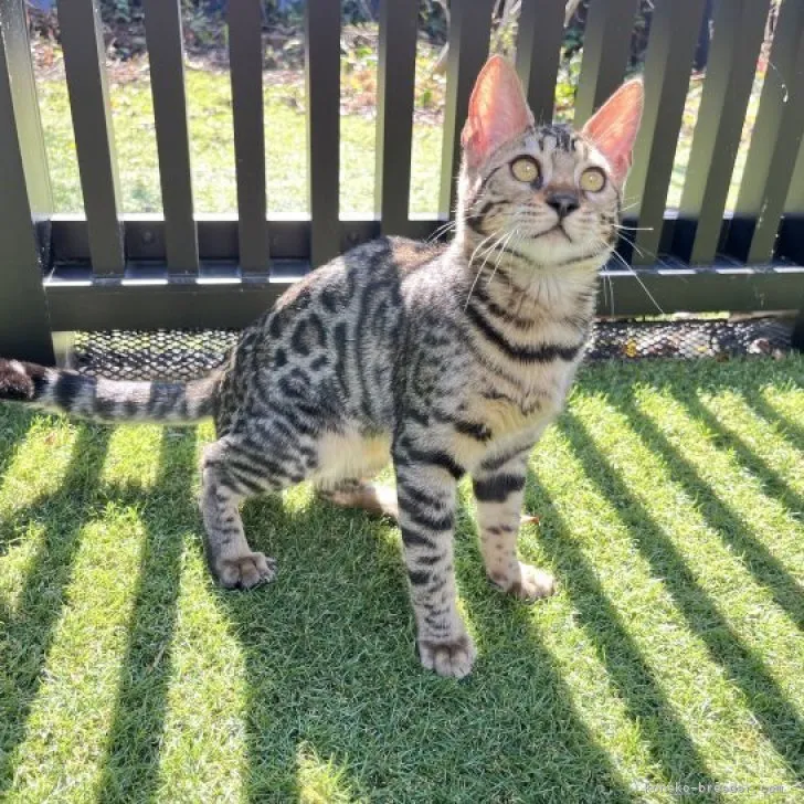 ID：2307-02967の子猫