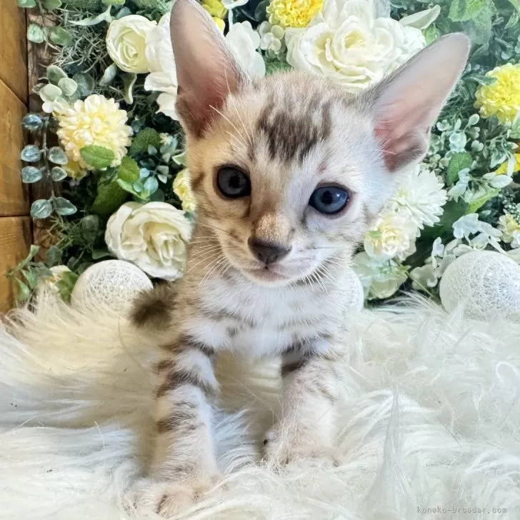 ID：2403-01985の子猫