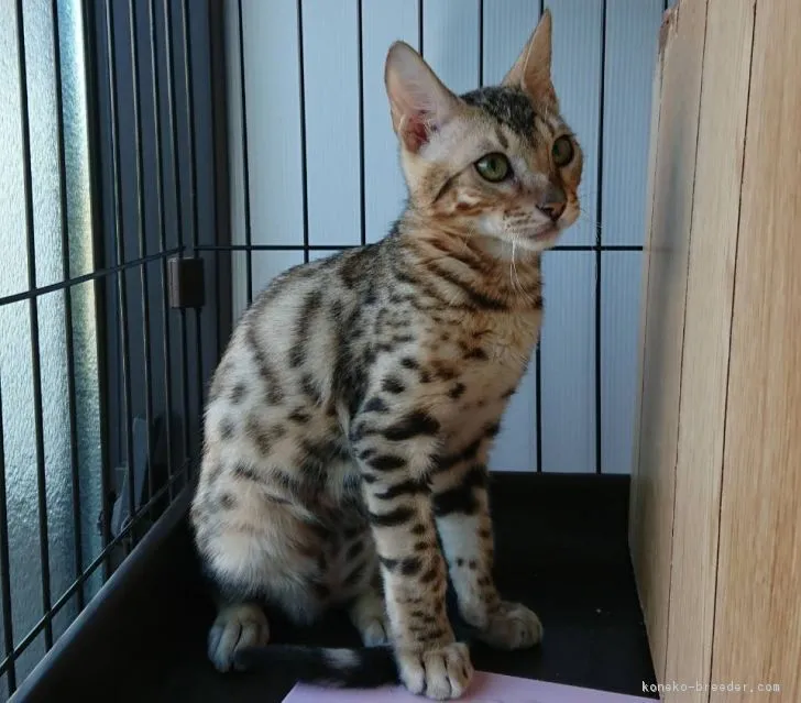 はにわちゃん 様のお迎えした子猫