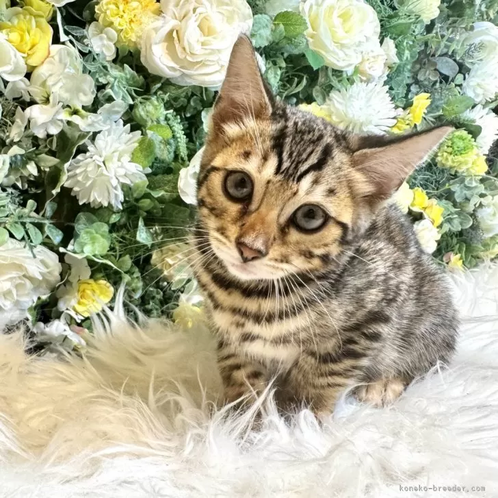 ID：2410-01245の子猫