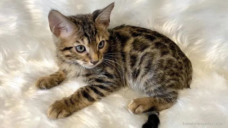 ID:2107-00746の子猫