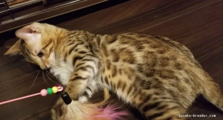 ID：1812-01212の子猫