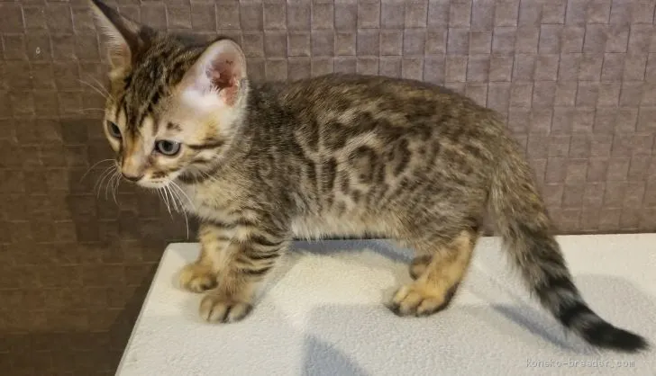 ID:1906-00513の子猫