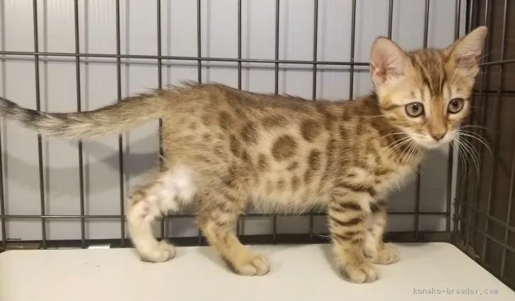 ID：1912-00465の子猫