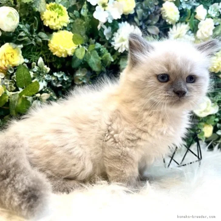 CK 様のお迎えした子猫