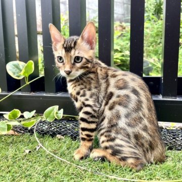 ベンガル【愛媛県・男の子・2023年6月24日・ブラウン・スポテッド・タビー(ロゼット)】の写真「お顔も身体もくっきり模様💕見学時に連れて帰れます」