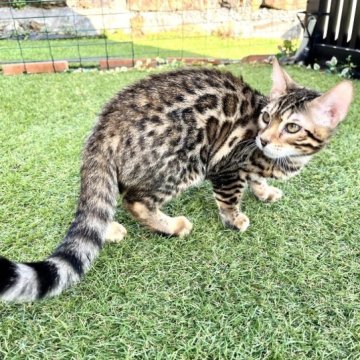 ベンガル【愛媛県・女の子・2022年11月5日・ブラウン・スポテッド・タビー(ロゼット)】の写真「春の大特価‼️WBC優勝セール🏆」