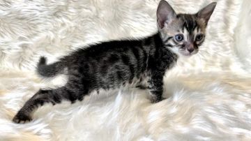 ベンガル【愛媛県・女の子・2022年2月19日・ブラウン・チャコールスポテッドタビー(ロゼット)】の写真「かっこいい人気のチャコール❤」