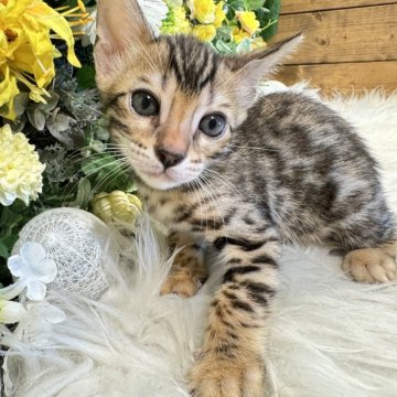 ベンガル【愛媛県・男の子・2024年1月16日・ブラウン・スポテッド・タビー(ロゼット)（美ロゼット・グリッター有り）】の写真「抱っこして一緒に寝てあげてください❤️」