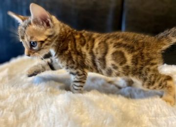 ベンガル【愛媛県・男の子・2020年2月3日・ブラウンスポテッドタビー(ロゼット)】の写真「【新型コロナ対策応援セール】」