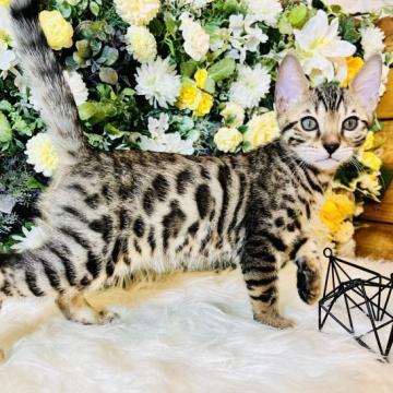 ベンガル【愛媛県・男の子・2022年10月2日・ブラウン・スポテッド・タビー】の写真「歳末特価❤️人懐っこい元気な男の子❤️」