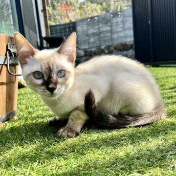 ベンガル【愛媛県・男の子・2022年10月19日・シール・リンクス・チャコール・ポイント】の写真「綺麗なブルーの瞳❤️人懐っこい男の子」