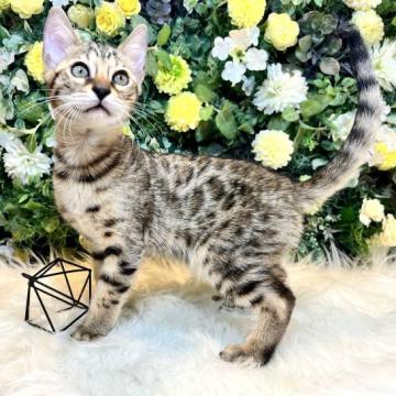 ベンガル【愛媛県・男の子・2022年10月2日・ブラウン・スポテッド・タビー】の写真「歳末特価❤️お喋り大好き❤綺麗な豹柄」