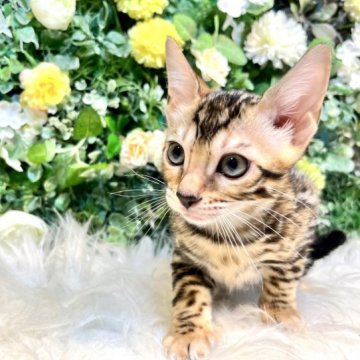 ベンガル【愛媛県・女の子・2023年5月3日・ブラウン・スポテッド・タビー(ロゼット)】の写真「美しい模様❤️見学時にそのまま連れて帰れます」