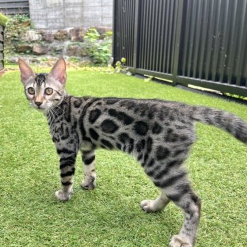 ベンガル【愛媛県・女の子・2023年6月23日・ブラウン・スポテッド・タビー(ロゼット)】の写真「小顔なスレンダー美人💕 輸送費無料🉐」
