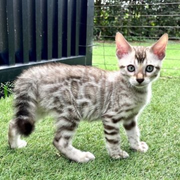 ベンガル【愛媛県・男の子・2023年7月16日・シールミンク・スポテッド・タビー】の写真「美しいミンク💕見学してそのまま連れて帰れます。」