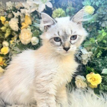 サイベリアン【愛媛県・男の子・2024年4月22日・ネヴァマスカレード・リンクスポイント（もふもふ）】の写真「もふもふで癒されてください❤️おっとり性格」