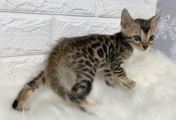 ベンガル【愛媛県・男の子・2020年4月12日・ブラウンスポテッドタビー(ロゼット)】の写真「【外出自粛応援セール】兄弟の中で1番大きいお兄ちゃ」