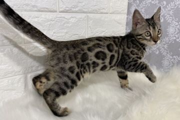 ベンガル【愛媛県・女の子・2020年2月19日・ブラウンスポテッドタビー(ダークロゼット)】の写真「【外出自粛応援セール】格好いいダークブラウン★値下」