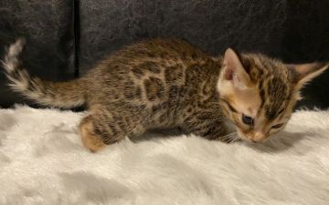 ベンガル【愛媛県・女の子・2020年2月28日・ブラウンスポテッドタビー(ロゼット)】の写真「【新型コロナ対策応援セール】」