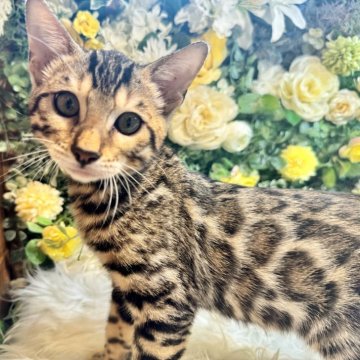 ベンガル【愛媛県・男の子・2024年5月20日・ブラウン・スポテッド・タビー(ロゼット)（美ロゼット・グリッター有り）】の写真「人懐っこい甘えん坊❤️」