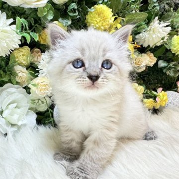 サイベリアン【愛媛県・男の子・2024年1月12日・ネヴァマスカレード・リンクスポイント（もふもふ）】の写真「もふもふで癒されてください❤️」