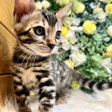 ベンガル【愛媛県・男の子・2023年5月3日・ブラウン・スポテッド・タビー(ロゼット)】の写真「濃いめの柄がとってもクール💕丸顔でかわいい❤️」