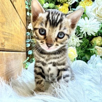 ベンガル【愛媛県・女の子・2024年1月29日・ブラウン・スポテッド・タビー(ロゼット)（美ロゼット・グリッター有り）】の写真「抱っこして一緒に寝てあげてください❤️丸顔」