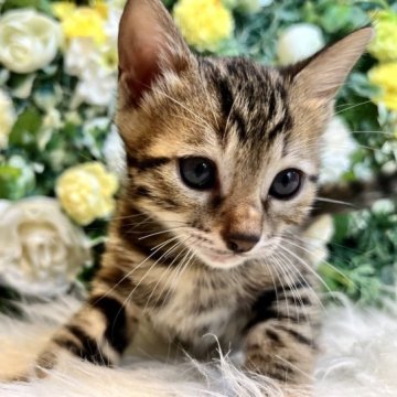 ベンガル【愛媛県・女の子・2023年6月24日・ブラウン・スポテッド・タビー(ロゼット)】の写真「色も柄も美しい💕 見学時に連れて帰れます」