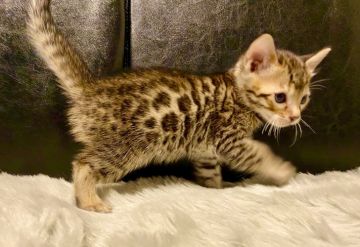 ベンガル【愛媛県・男の子・2020年2月28日・ブラウンスポテッドタビー(ロゼット)】の写真「【新型コロナ対策応援セール】」
