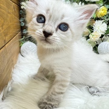 サイベリアン【愛媛県・女の子・2024年1月12日・ネヴァマスカレード・リンクスポイント（もふもふ）】の写真「もふもふで癒されてください❤️」