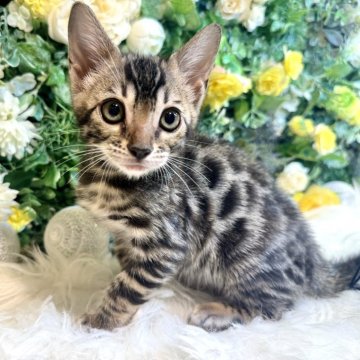 ベンガル【愛媛県・男の子・2024年4月14日・ブラウン・スポテッド・タビー（美ロゼット・グリッター有り）】の写真「人懐っこい甘えん坊❤️」