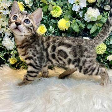 ベンガル【愛媛県・男の子・2022年6月8日・ブラウン・スポテッド・タビー】の写真「☀️超特価サマーセール☀️マイペースな三男」