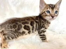 ベンガル【愛媛県・男の子・2020年11月15日・ブラウンスポテッドタビー(ロゼット)】の写真1