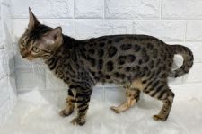 ベンガル【・女の子・2018年9月5日・ブラウンスポテッドタビー】