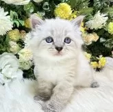 サイベリアン【愛媛県・男の子・2024年1月12日・ネヴァマスカレード・リンクスポイント】の写真1「安心の業界最多8項目の遺伝子検査済み（両親）」