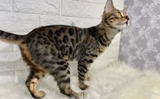 ベンガル【・女の子・2018年9月5日・ブラウンスポテッドタビー】