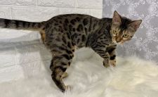 ベンガル【・女の子・2018年9月5日・ブラウンスポテッドタビー】