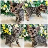 ベンガル【愛媛県・女の子・2023年6月23日・ブラウン・スポテッド・タビー(ロゼット)】の写真5「美人さんに人懐っこく成長しました❤️」