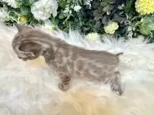 ベンガル【愛媛県・女の子・2025年8月25日・ミンクチャコール・スポテッド・タビー(ロゼット)】の写真10