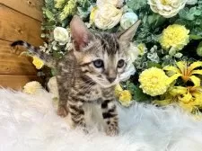 ベンガル【愛媛県・女の子・2025年3月19日・ブラウン・スポテッド・タビー(ロゼット)】の写真10