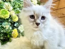 サイベリアン【愛媛県・女の子・2025年11月2日・ネヴァマスカレード・リンクスポイント】の写真10