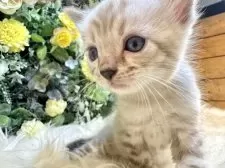 ベンガル【愛媛県・男の子・2025年10月4日・リンクスチャコール・スポテッド・タビー(ロゼット)】の写真10