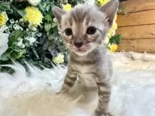 ベンガル【愛媛県・女の子・2025年8月25日・ミンクチャコール・スポテッド・タビー(ロゼット)】の写真11