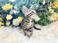 ベンガル【愛媛県・女の子・2025年3月19日・ブラウン・スポテッド・タビー(ロゼット)】の写真11