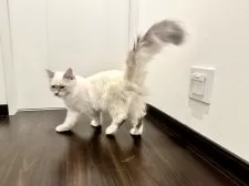 サイベリアン【愛媛県・女の子・2024年8月31日・ネヴァマスカレード・リンクスポイント】の写真11