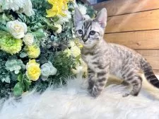 ベンガル【愛媛県・男の子・2025年8月25日・ミンクチャコール・スポテッド・タビー(ロゼット)】の写真11