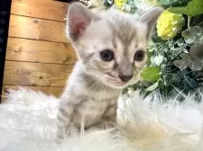 ベンガル【愛媛県・男の子・2025年8月25日・リンクスチャコール・スポテッド・タビー(ロゼット)】の写真11