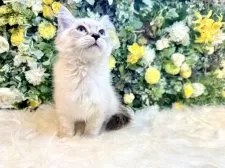 サイベリアン【愛媛県・女の子・2025年7月12日・ネヴァマスカレード・リンクスポイント】の写真11